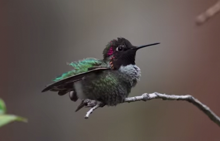 woman develops bond with over 200 hummingbirds now they woman develops bond with over 200 hummingbirds now they