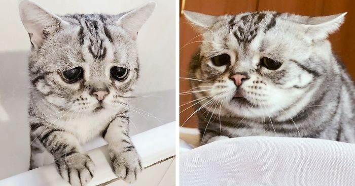 Have Cats Meet Enough Other Have Cats Meet Enough Other
