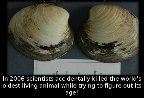 oldest-animal