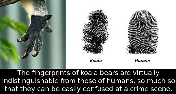 koala-palm-and-fingerprints1
