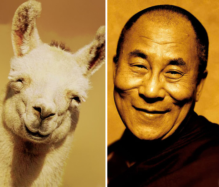 celebrity-look-alikes-animals-72__700