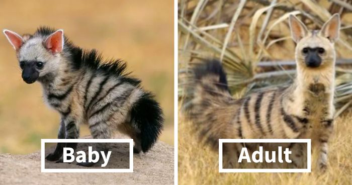 Meet The Cutest Animal You ve Never Heard Of TWBLOWMYMIND