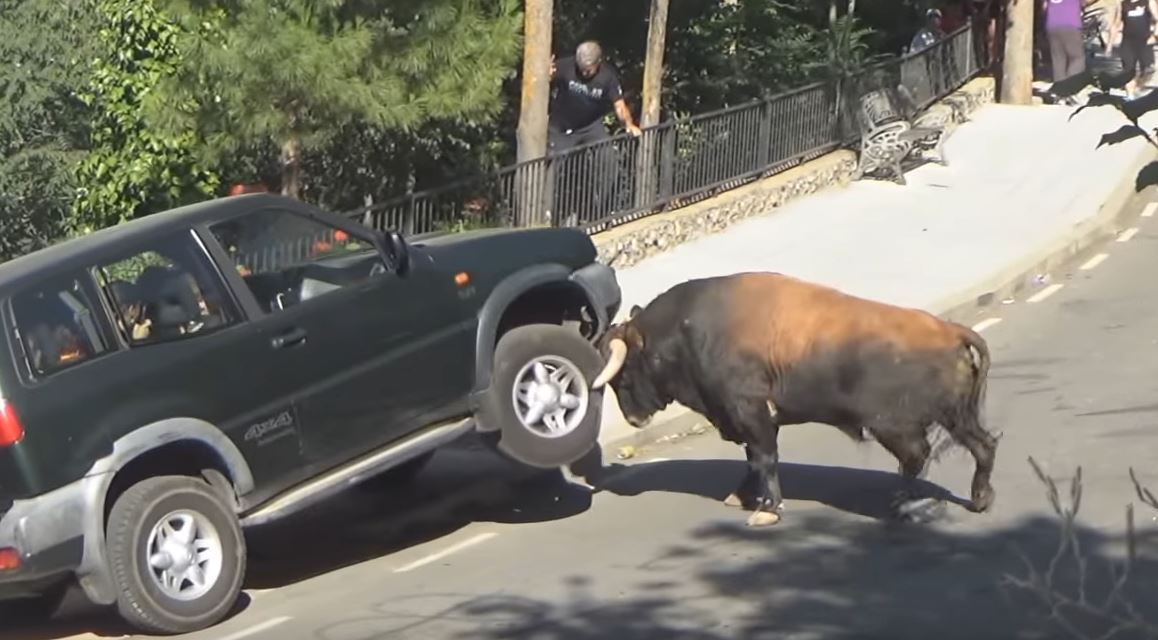 Нападение на автомобиль. Машина бык. Коза бодает машину.